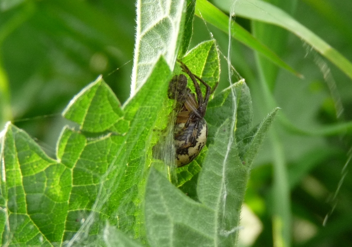 Larinioides sp. nel suo nascondiglio